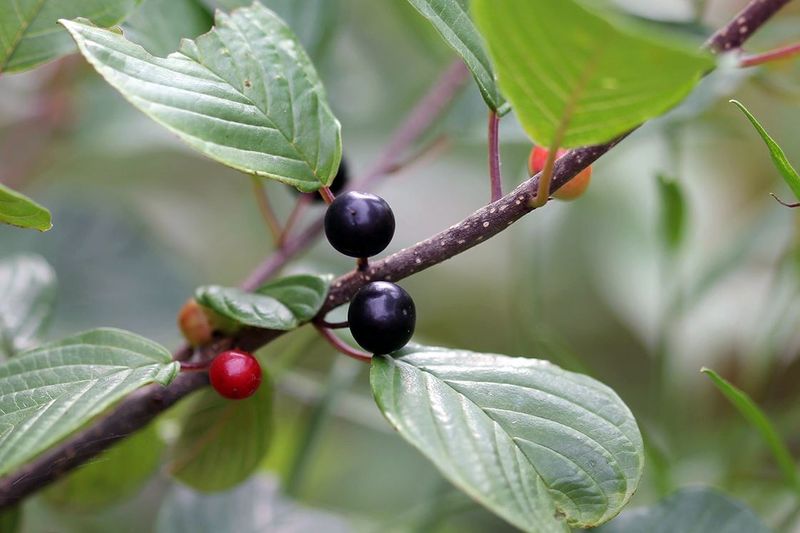 Glossy Buckthorn Glossy Buckthorn