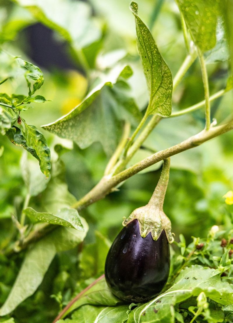 Glossy Fruit Signals Harvest Time