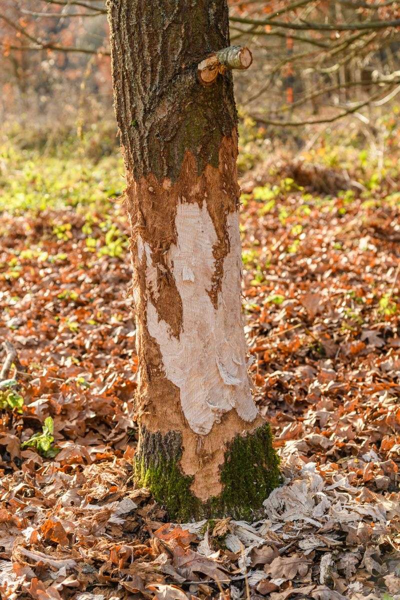 Gnaw Marks And Chewed Bark On Fruit Trees Gnaw Marks And Chewed Bark On Fruit Trees