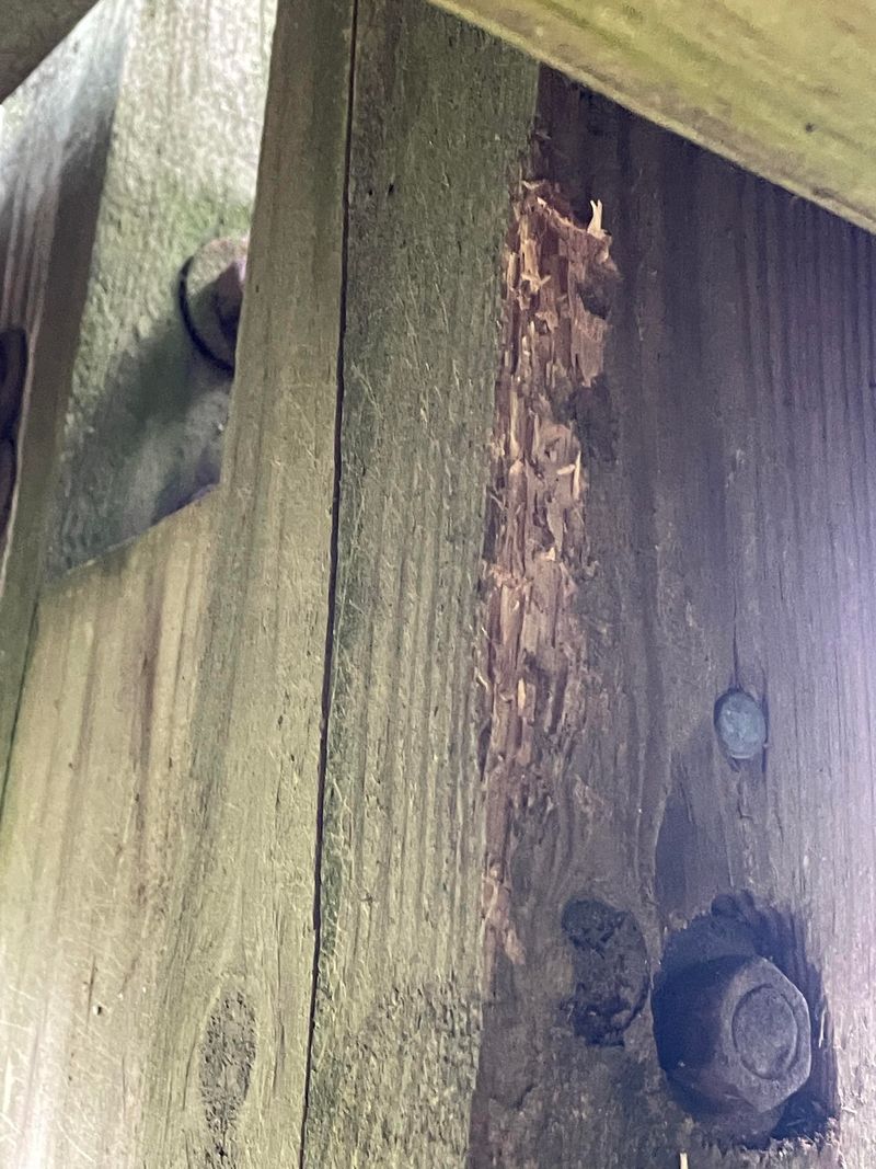 Gnaw Marks Show Up On Wooden Garden Structures Gnaw Marks Show Up On Wooden Garden Structures