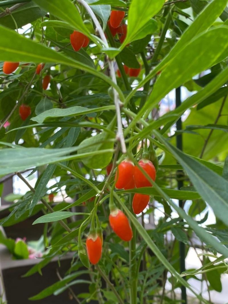 Goji Berries Grow Well In Containers With Full Sun Goji Berries Grow Well In Containers With Full Sun