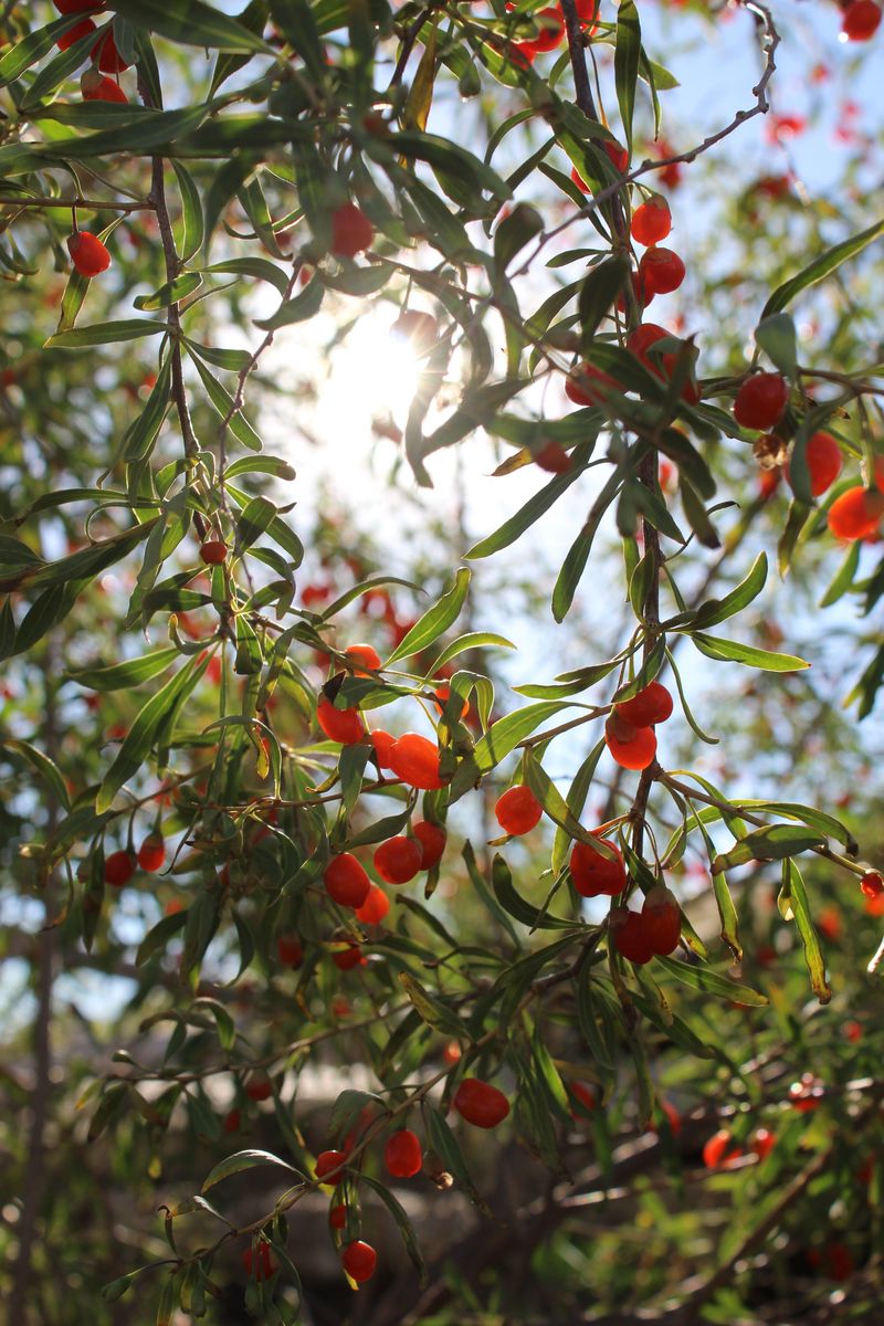 Goji Berries