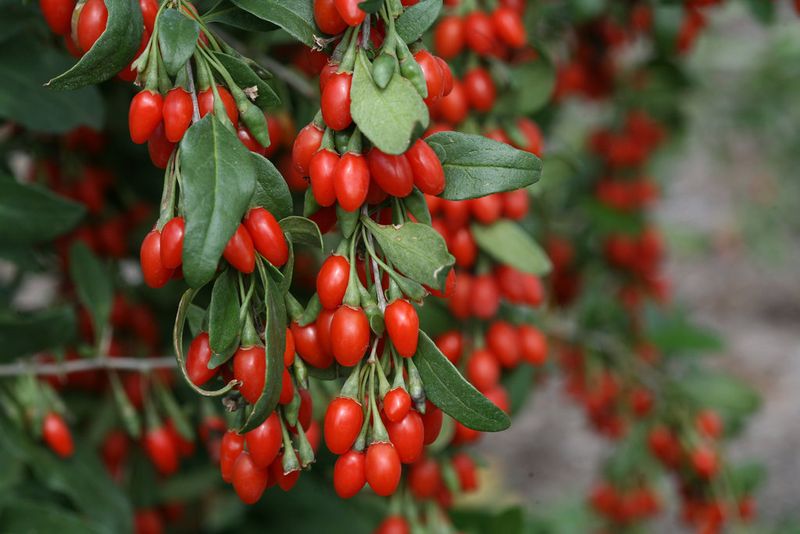 Goji Berry (Lycium Barbarum)