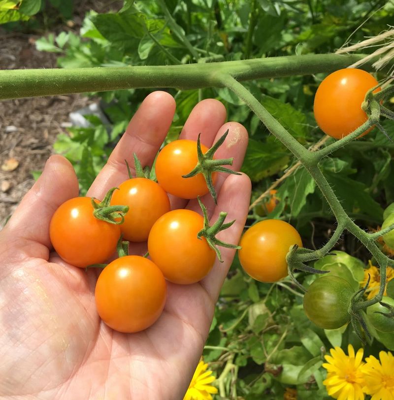 Gold Nugget Gives Beginners Fast Cherry Tomatoes