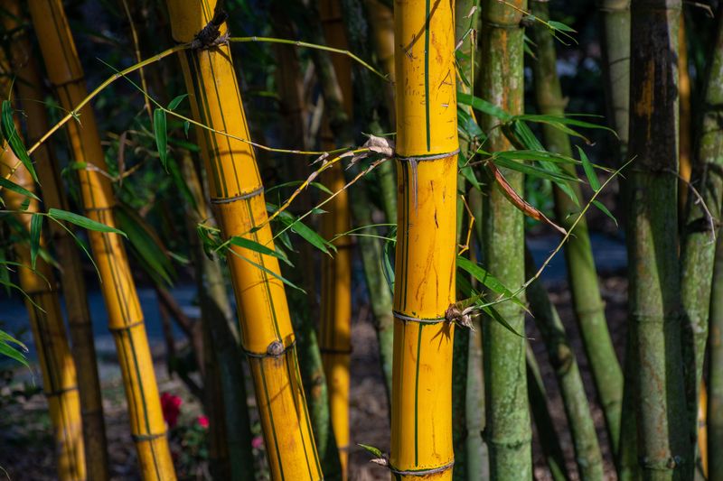 Golden Bamboo (Phyllostachys Aurea)