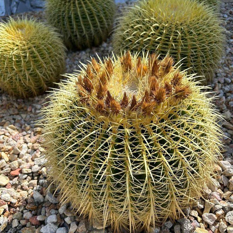 Golden Barrel Cactus (Echinocactus Grusonii)