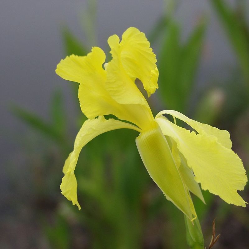 Golden Canna Brightens Damp Areas