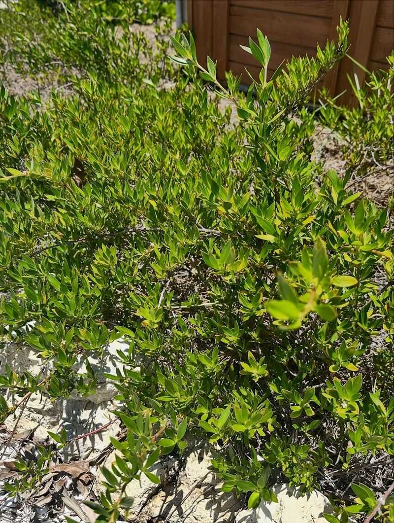 Golden Creeper Covers Warm Coastal Soil With Glossy Green