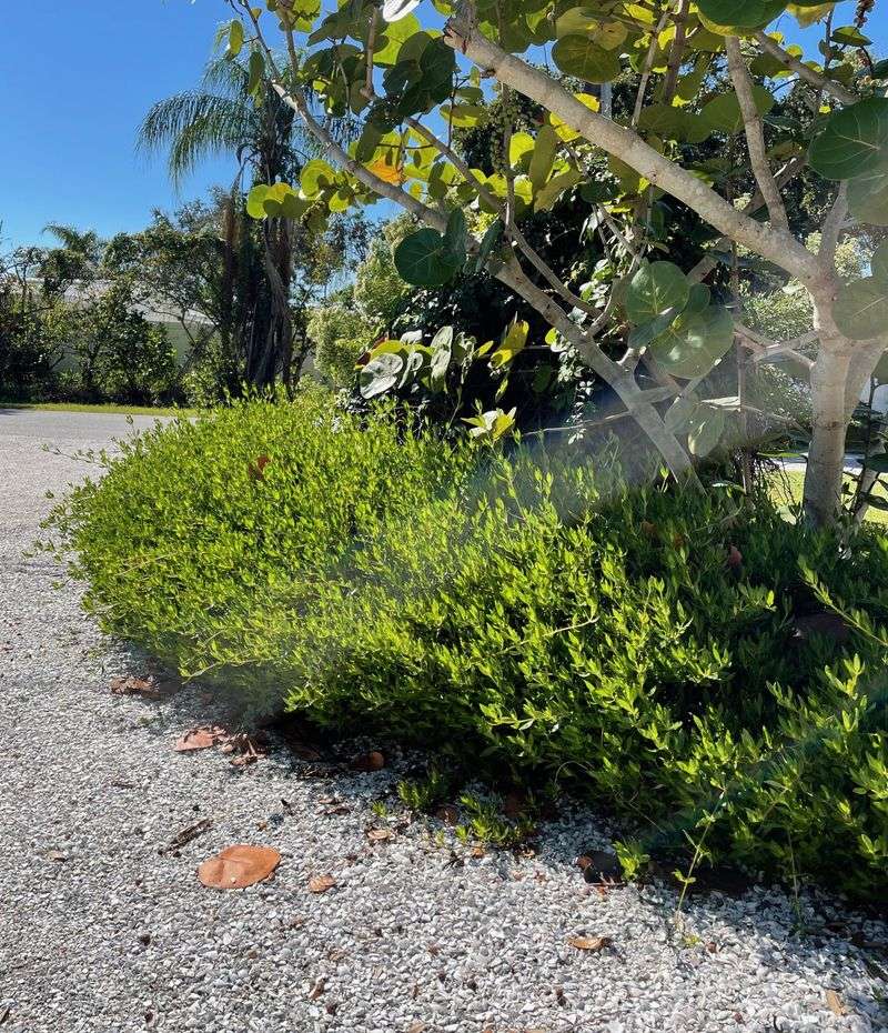 Golden Creeper Handles Sandy Slopes In Warm Coastal Yards Golden Creeper Handles Sandy Slopes In Warm Coastal Yards