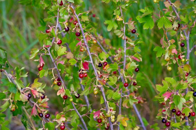 Golden Currant Adds Red Fall Foliage