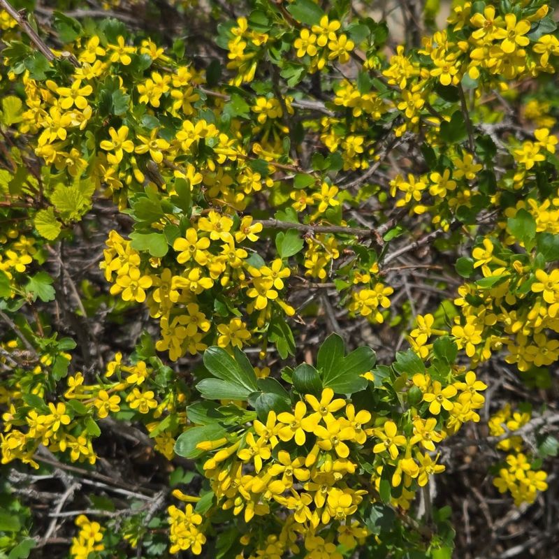 Golden Currant Fills Gaps With Spring Flowers