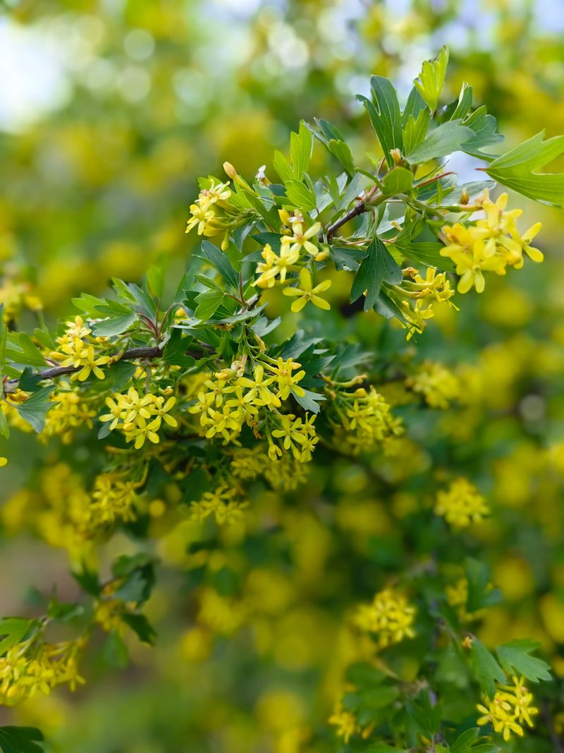 Golden Currant Golden Currant