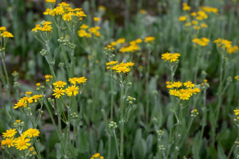 Golden Groundsel