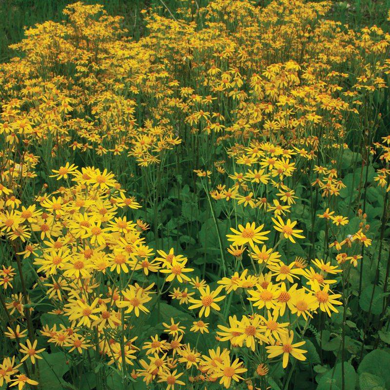 Golden Groundsel Spreads Into A Living Carpet