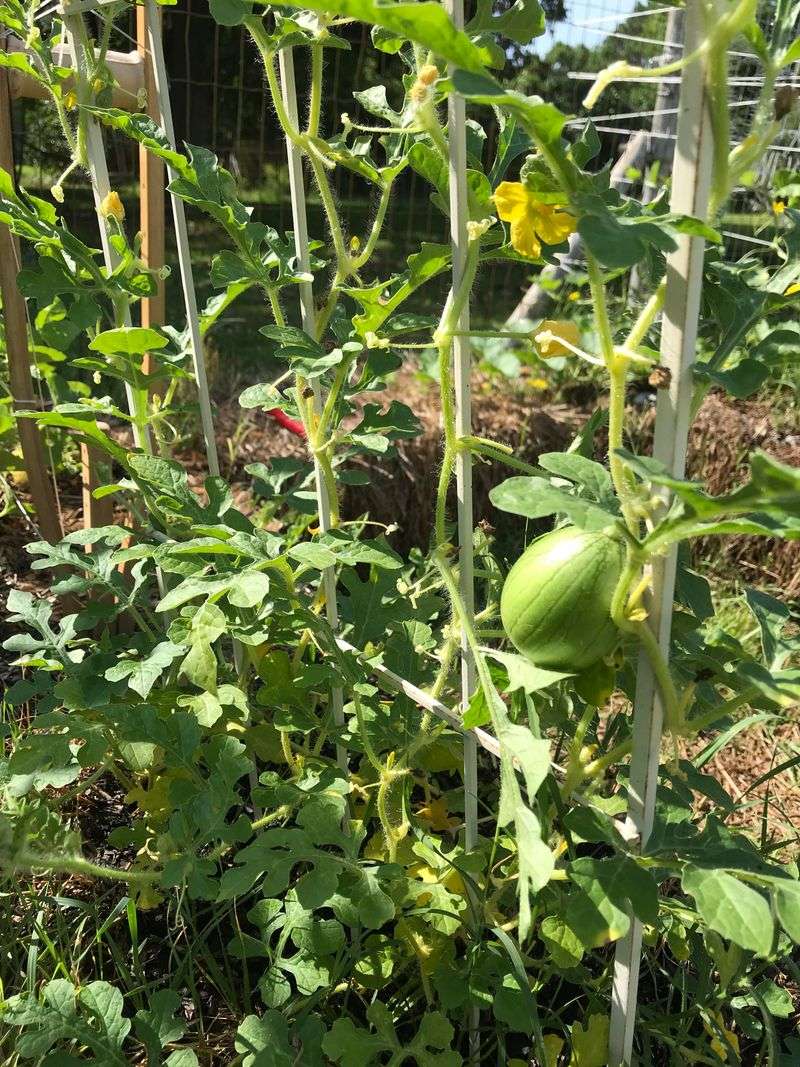 Golden Midget Watermelon 