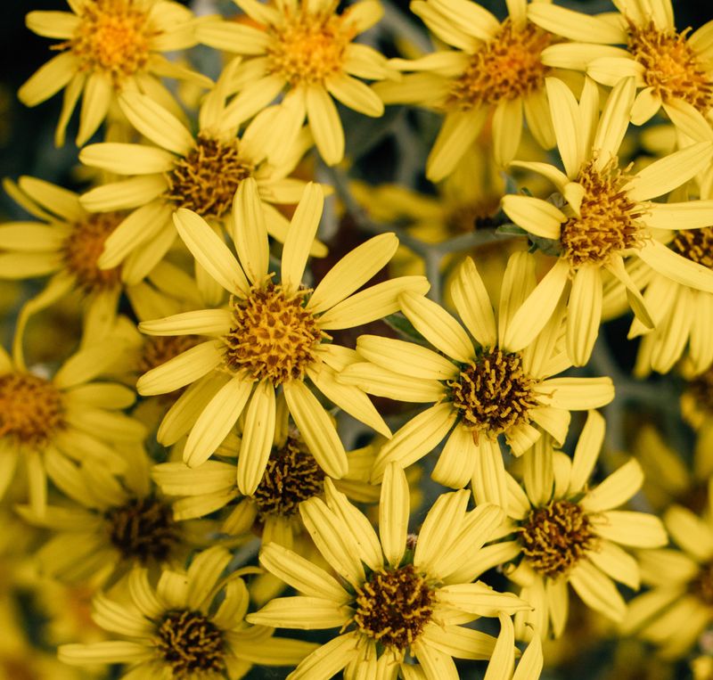 Golden Ragwort Golden Ragwort
