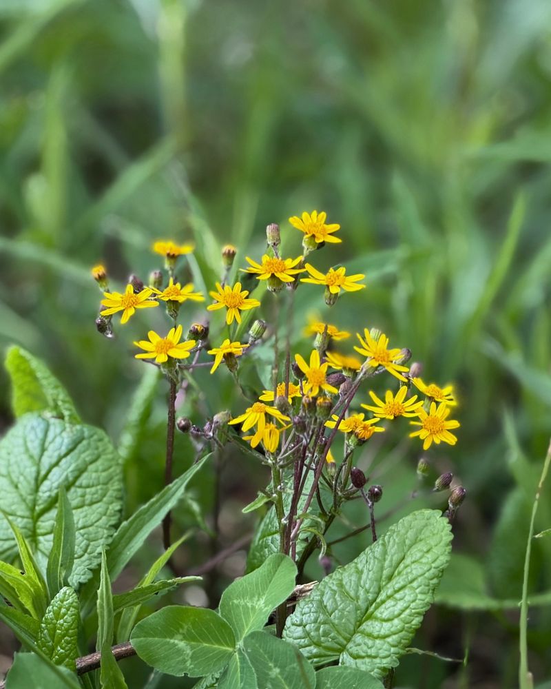 Golden Ragwort Golden Ragwort