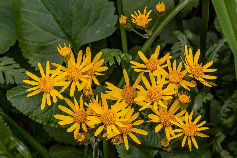 Golden Ragwort Golden Ragwort