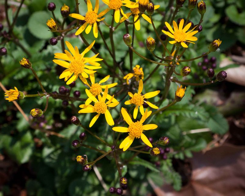Golden Ragwort Brings Spring Color