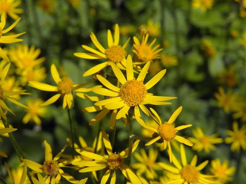 Golden Ragwort Fills Moist Shade Golden Ragwort Fills Moist Shade