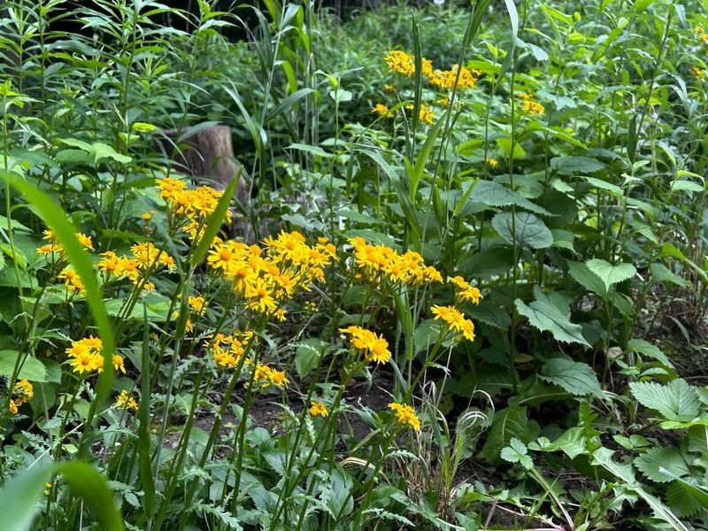 Golden Ragwort Forms A Dense Ground Cover Over Time