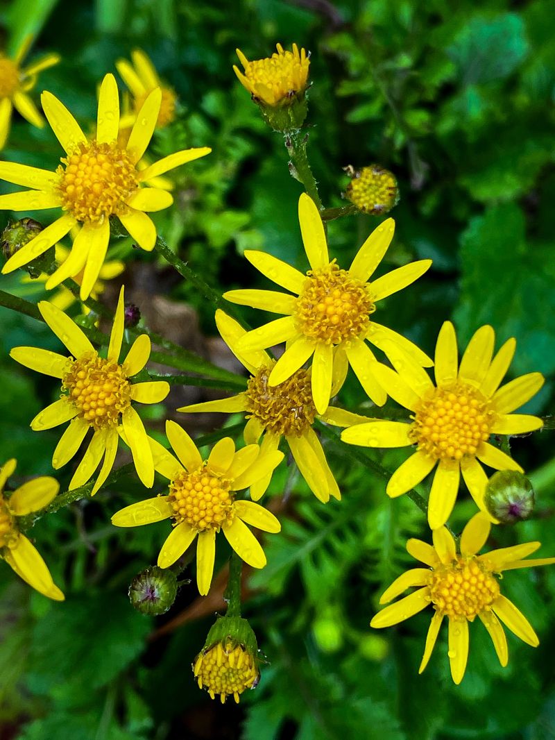 Golden Ragwort Forms Thick Colonies Over Time