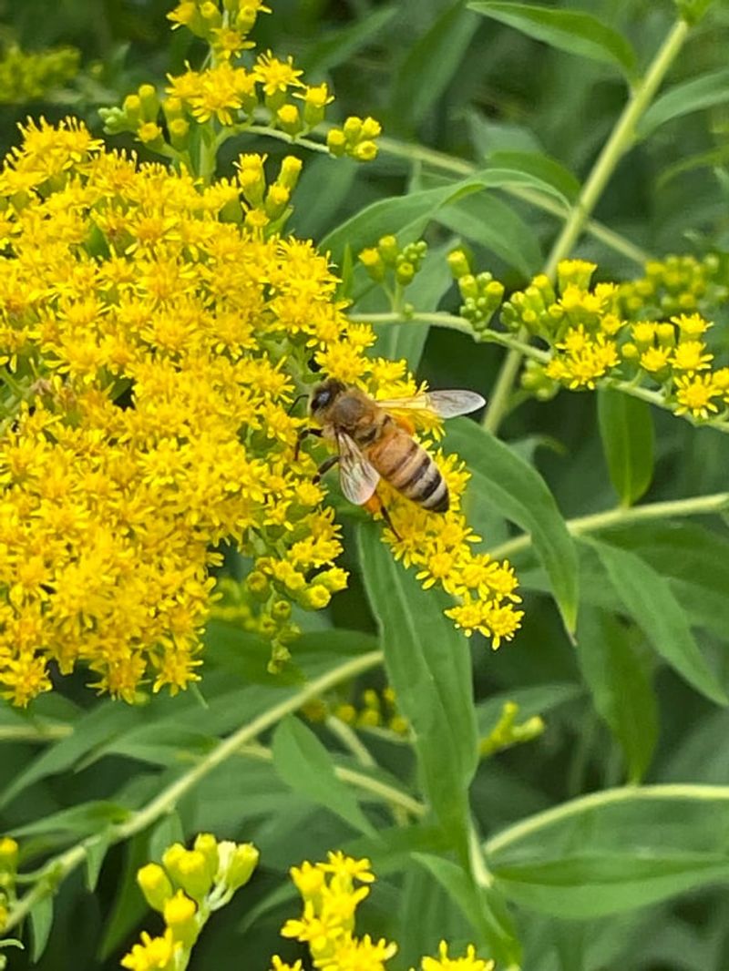 Goldenrod