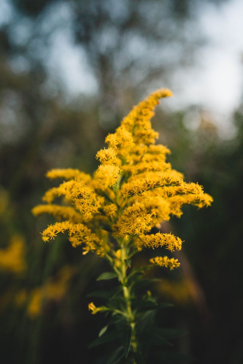 Goldenrod Goldenrod