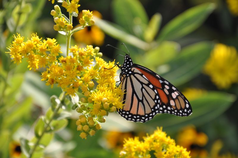 Goldenrod