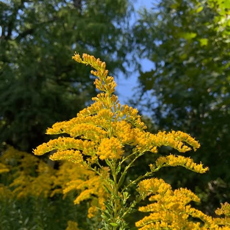 Goldenrod Avoids Late-Season Flopping Goldenrod Avoids Late-Season Flopping