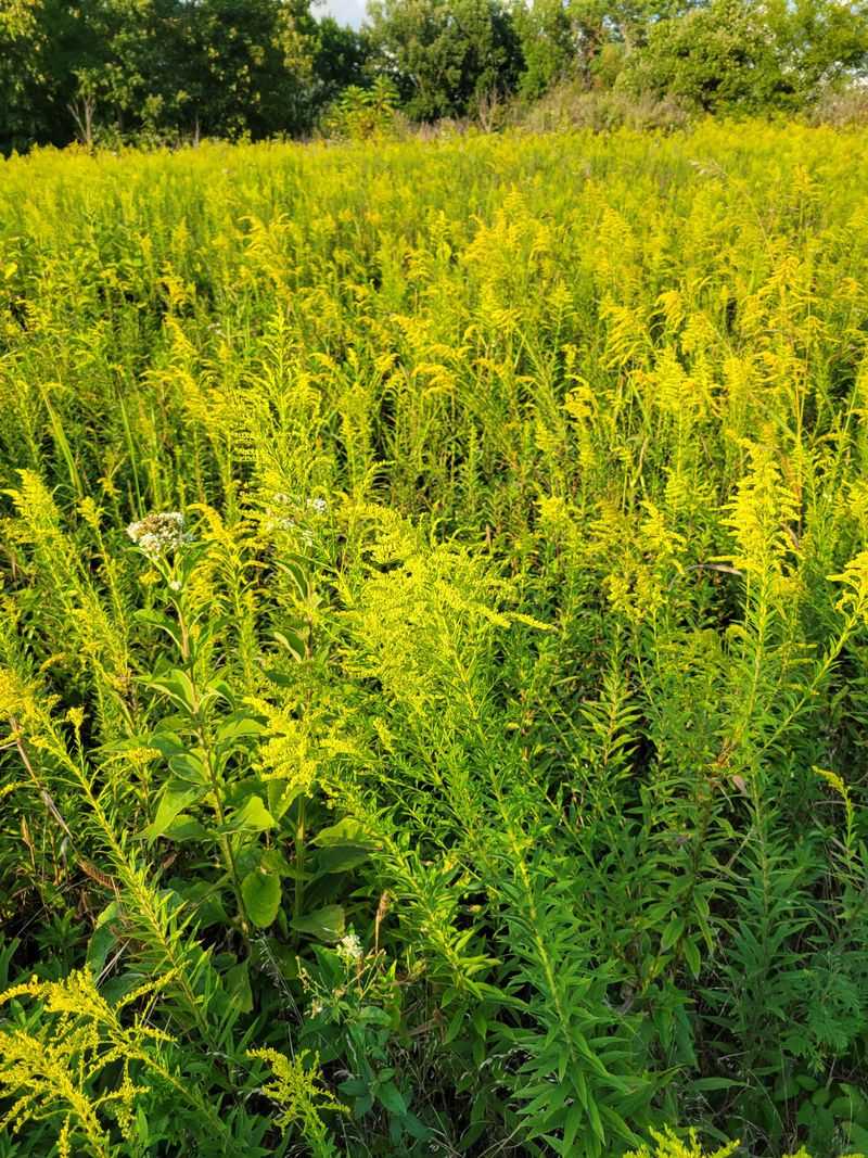Goldenrod Carries Bees Into Fall Goldenrod Carries Bees Into Fall