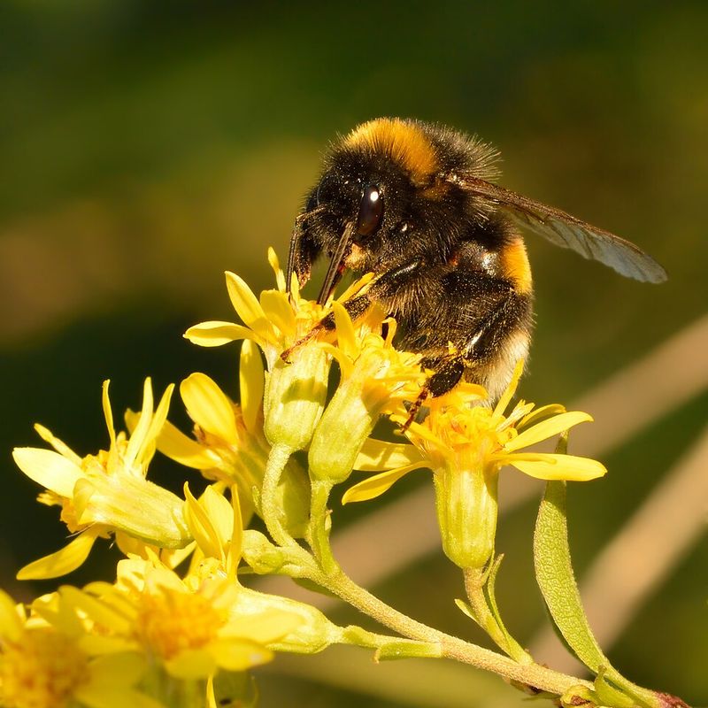 Goldenrod Carries The Pollinator Show Into Fall