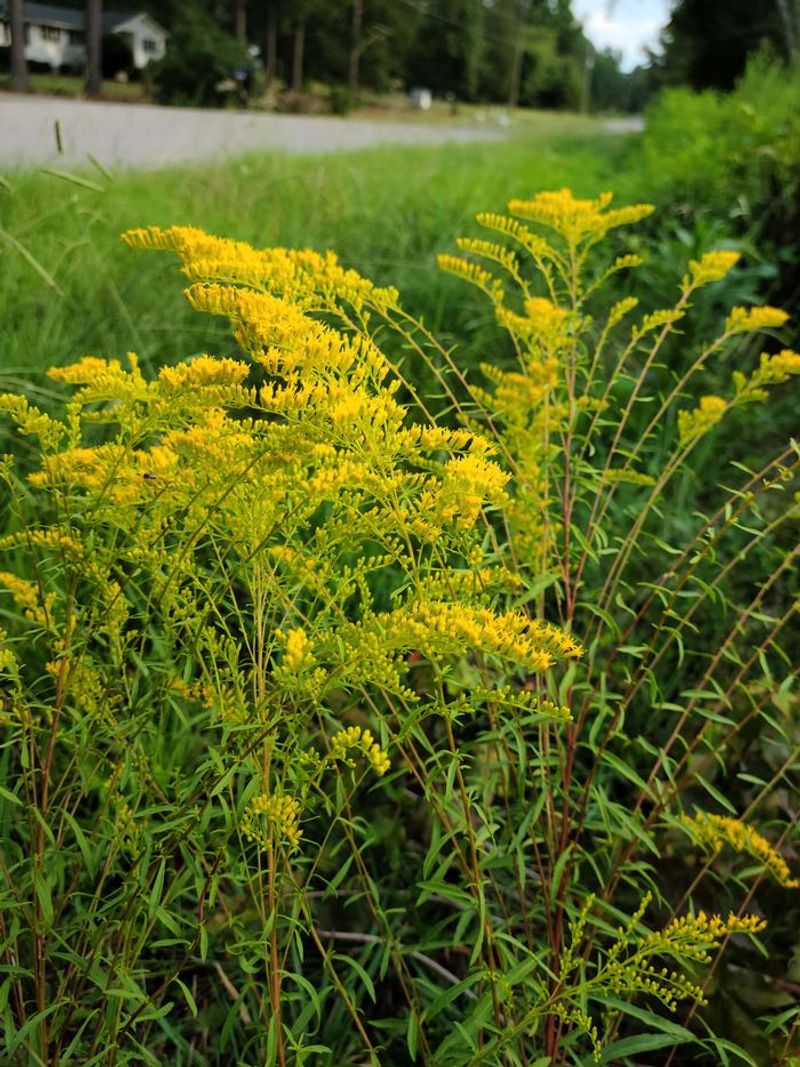 Goldenrod Extends The Foraging Season