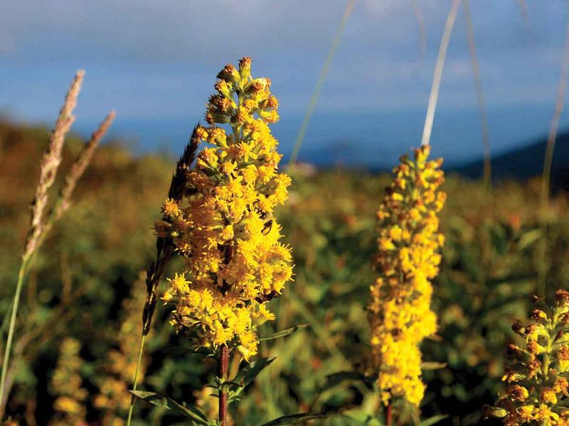 Goldenrod Feeds Bees Late In The Season Goldenrod Feeds Bees Late In The Season