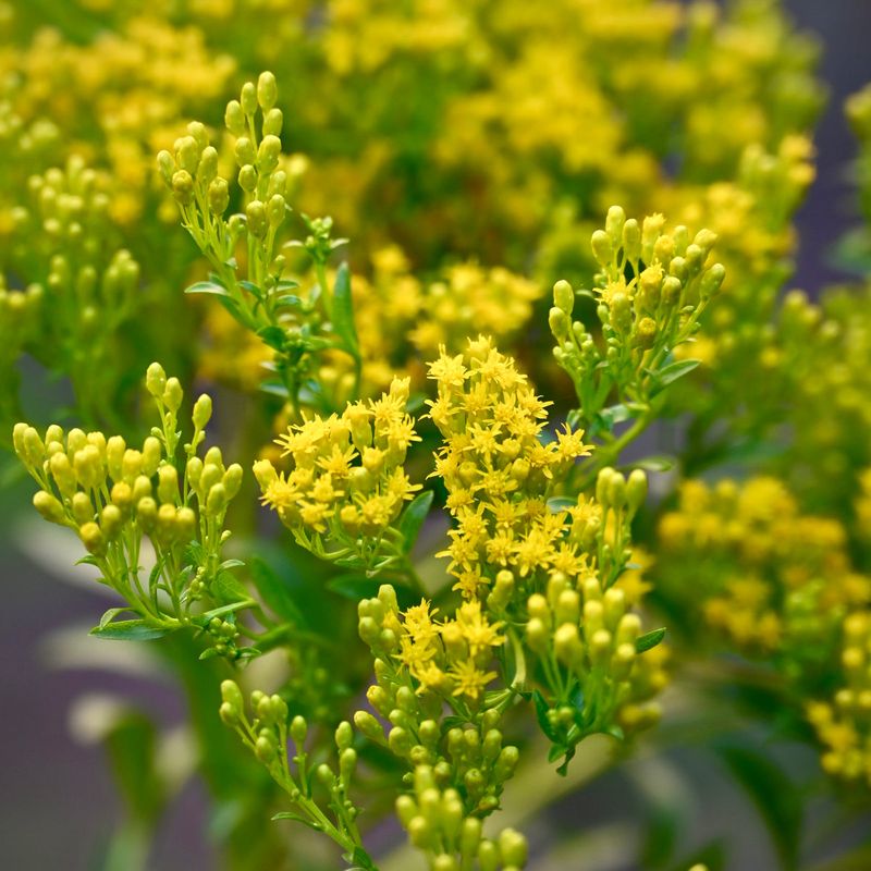 Goldenrod Gets Snapped Up Once Gardeners Know Better Goldenrod Gets Snapped Up Once Gardeners Know Better