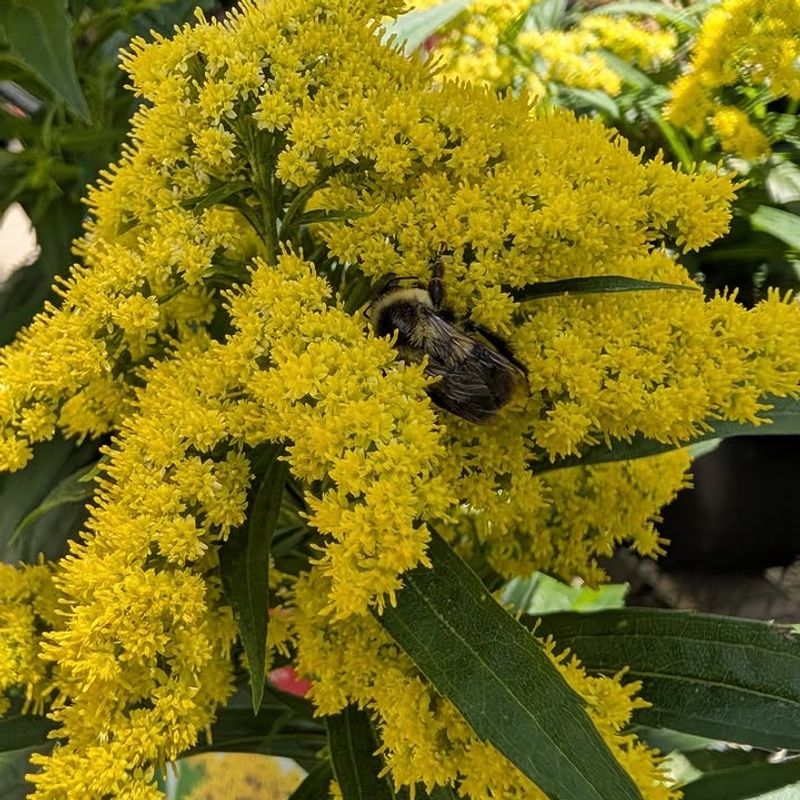 Goldenrod Provides Late Season Nectar