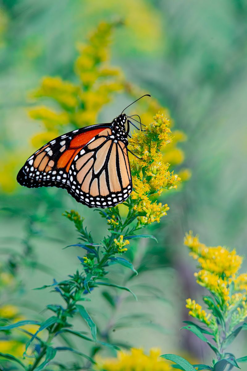 Goldenrod (Solidago Speciosa)