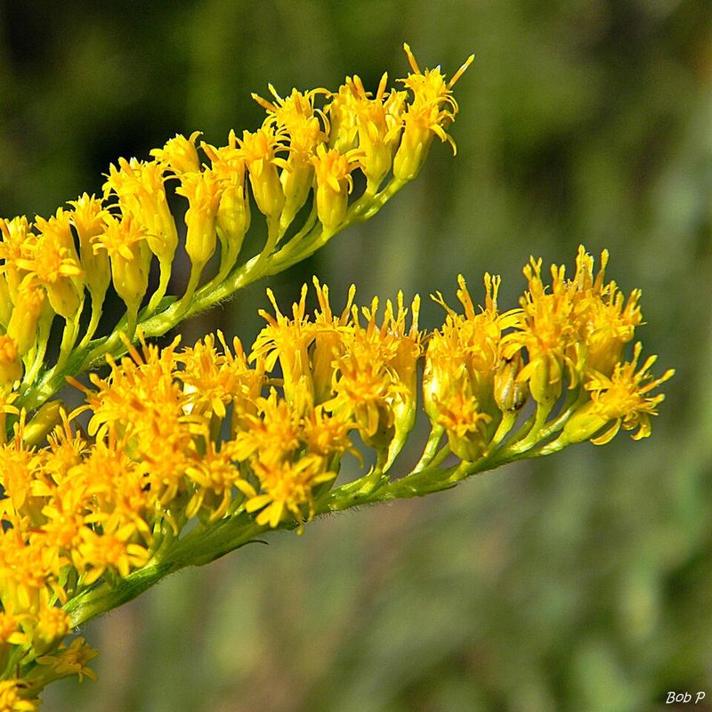 Goldenrod (Solidago Spp.) Goldenrod (Solidago Spp.)