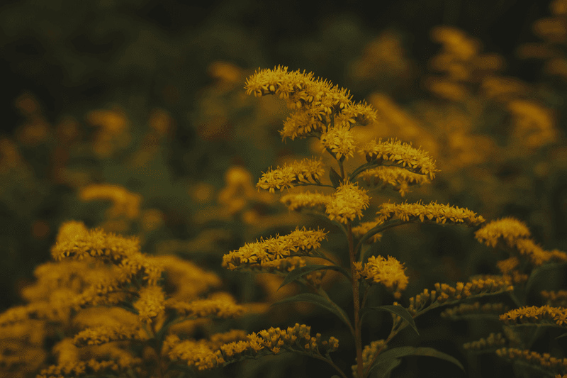 Goldenrod Goldenrod