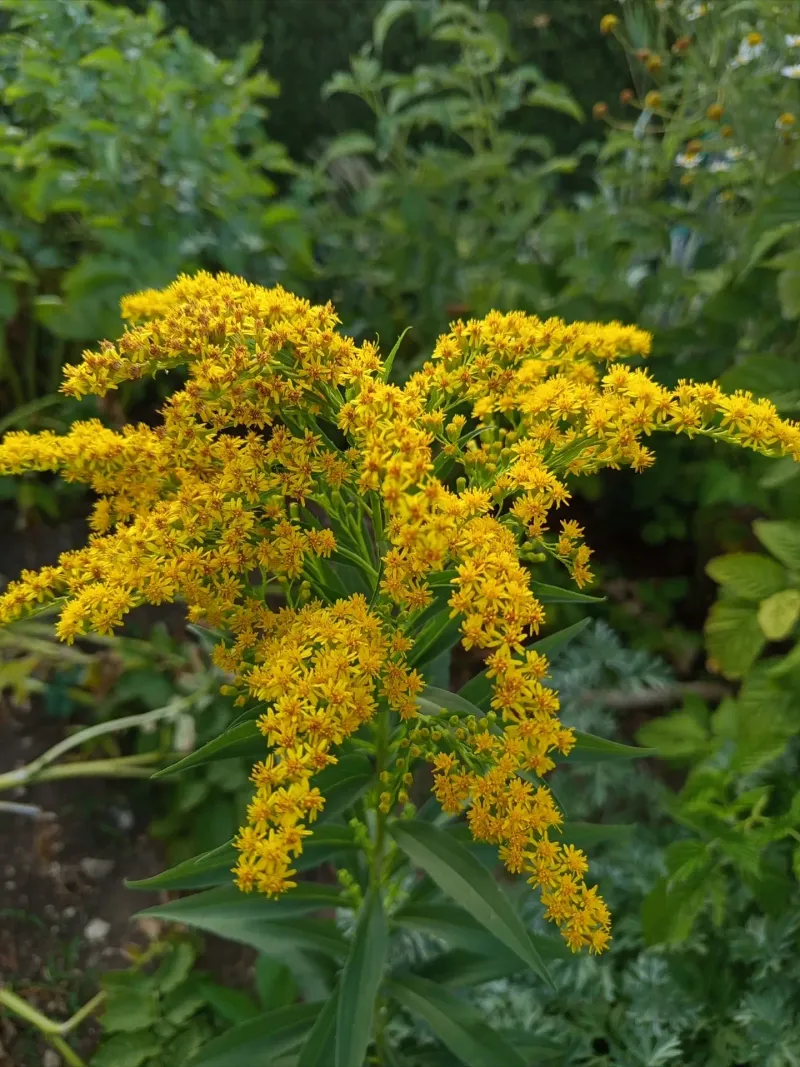 Goldenrod Goldenrod