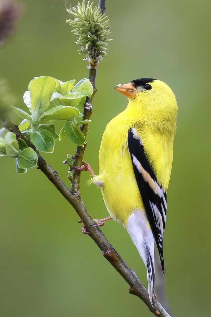 Goldfinches Arrive When Seed Heads Are Worth Saving