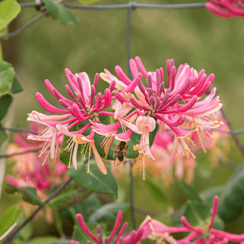 Goldflame Honeysuckle Adds Color And Scent