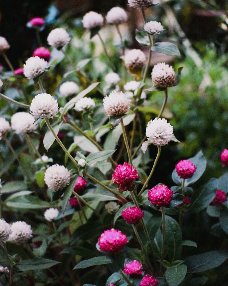 Gomphrena Gomphrena