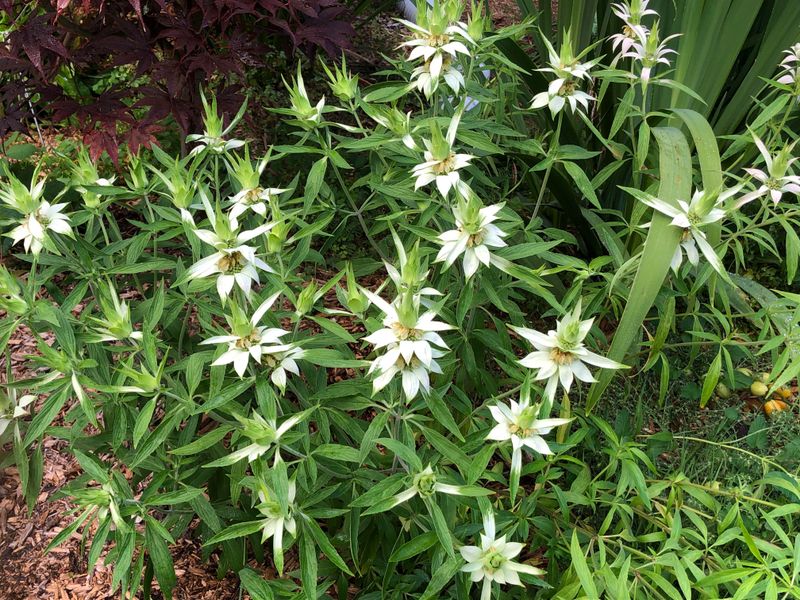 Good Airflow Makes The Whole Garden Less Mosquito-Friendly Good Airflow Makes The Whole Garden Less Mosquito-Friendly