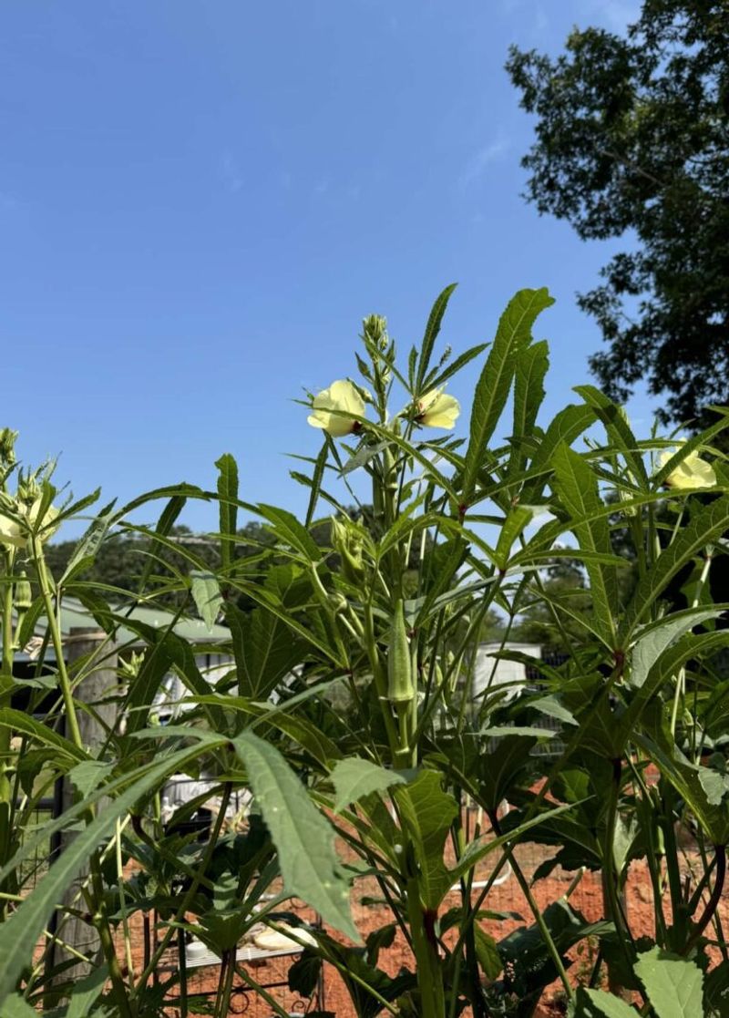 Good Drainage Helps Plants Perform