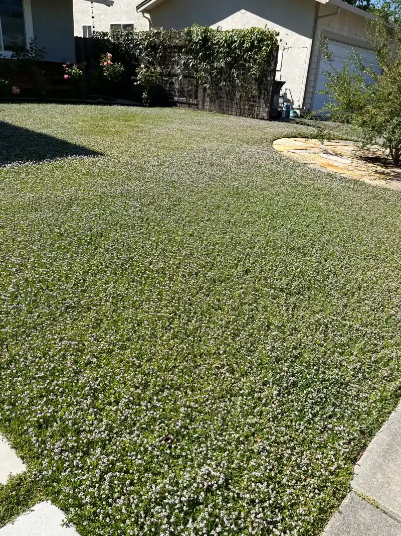 Good Edging Makes Frogfruit Look Intentional