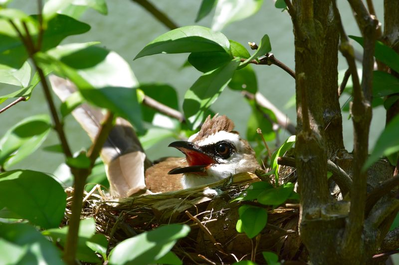 Good Nesting Cover Is Nearby Good Nesting Cover Is Nearby