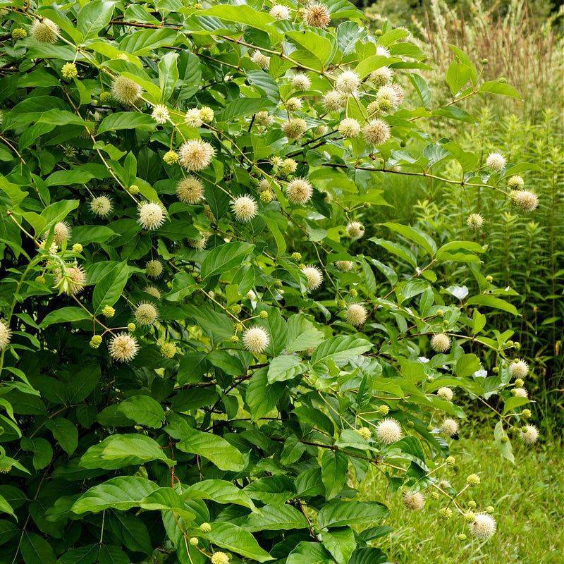 Good Placement Keeps Buttonbush Away From Tight Walkways Good Placement Keeps Buttonbush Away From Tight Walkways