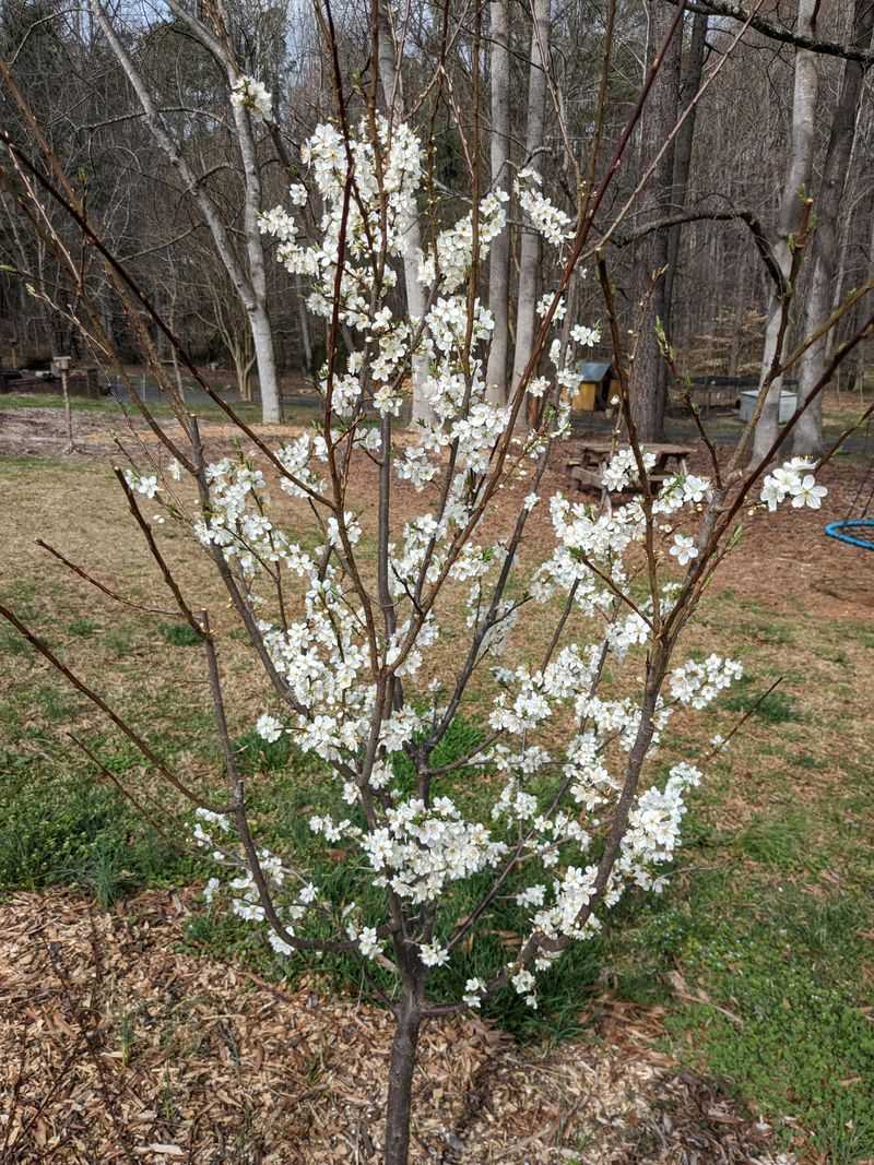 Good Pruning Keeps The Driveway From Feeling Crowded
