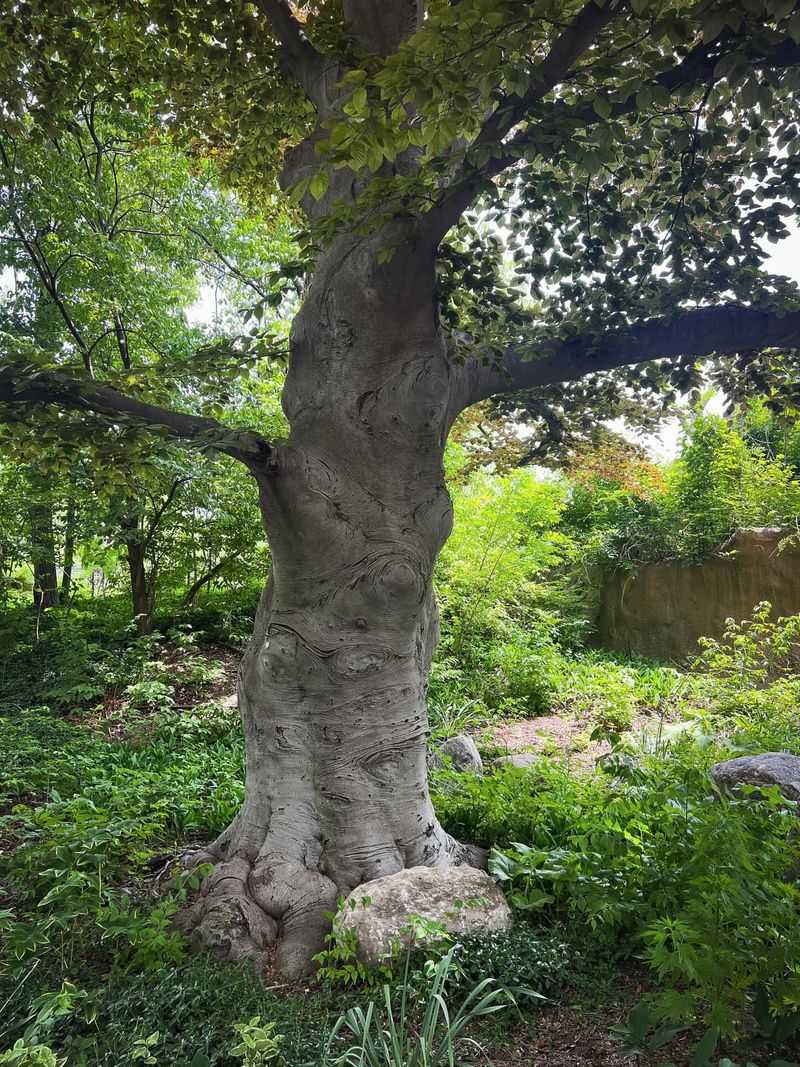 Good Tree Care Still Matters Good Tree Care Still Matters